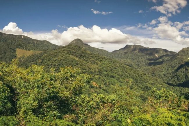 Study Finds Forest Fragmentation Lowers Biodiversity Globally