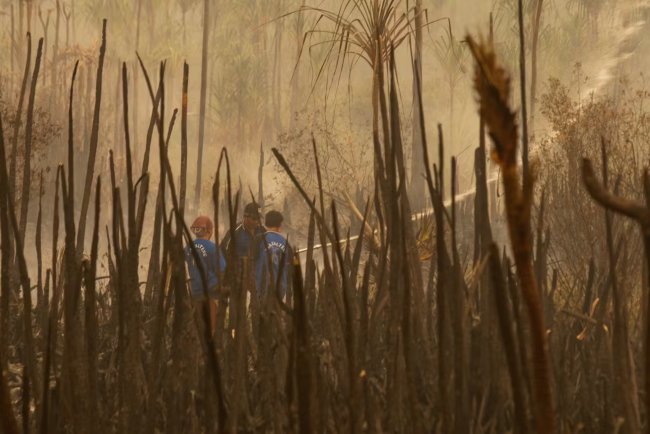 Wildfires Drive Record Global Forest Loss in 2024