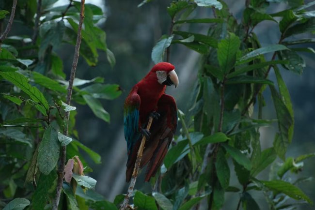 Temporary Overshoot of 1.5°C Could Trigger Amazon Dieback, Study Finds