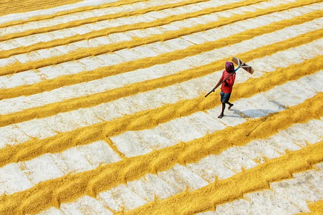 Google AI Faces Cultural Hurdles in Indian Farms