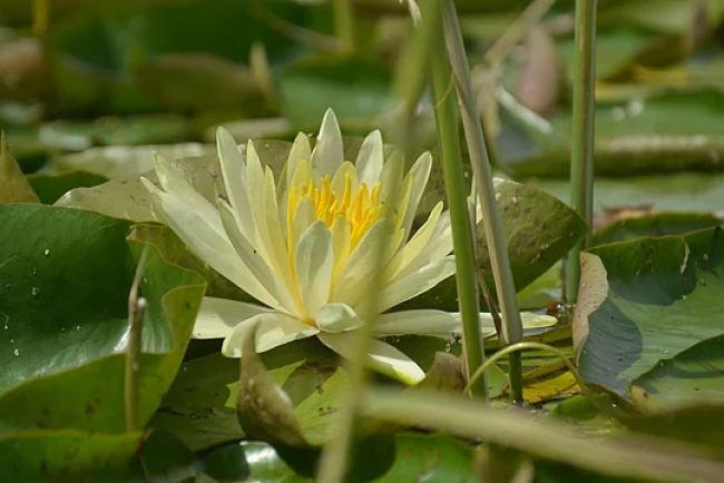 Wular Lake Lotus Revival Sparks Hope in Kashmir