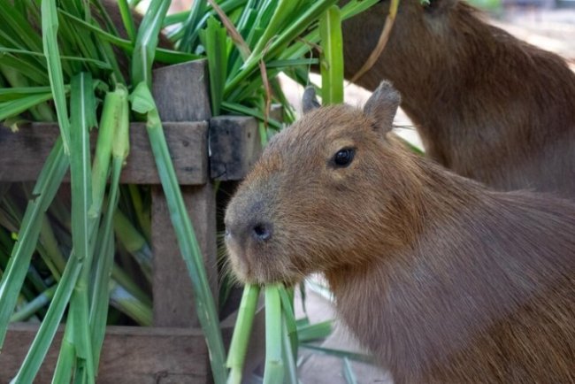 Capybara Sanctuary Plan Sparks Urban Wildlife Debate