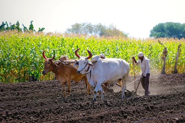 Cabinet Approves NTPC’s Green Energy Farm Scheme