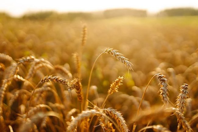 Global Cereal Demand for Biofuels to Reach 27% by 2034