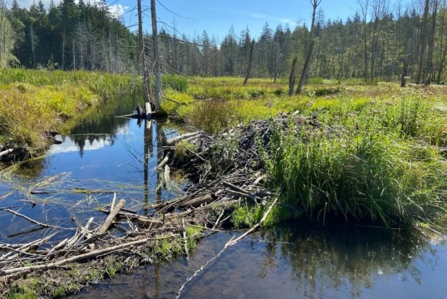 Animals Rival Natural Forces in Shaping Earth’s Landscapes