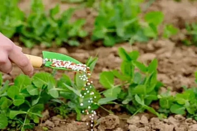 India Imports 9.74 Lakh Tonnes of DAP to Meet Agricultural Demand