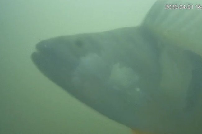 Utrecht’s Fish Doorbell Helps Thousands of Fish Migrate Safely Each Year