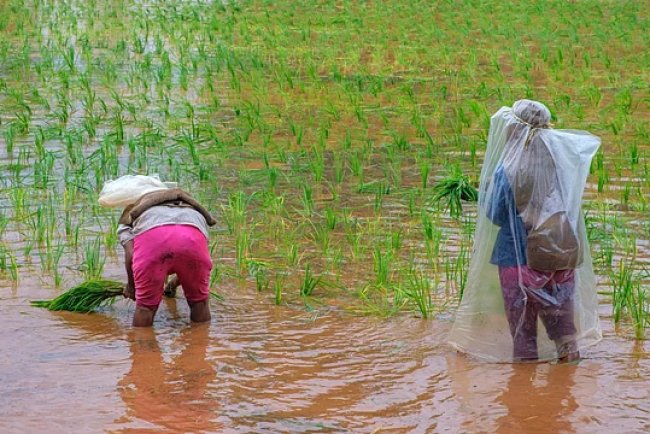 Pulse Imports to Stabilize Prices Despite Favorable Kharif Sowing