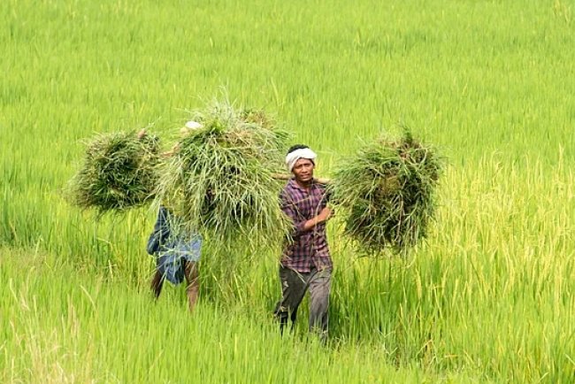 India Stands Firm on GM Food Import Restrictions