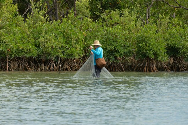 India Restores 6,424 Acres of Mangroves, Strengthens Forest Protection
