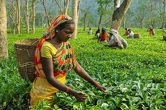 Indian Tea Industry Faces Climate and Economic Challenges