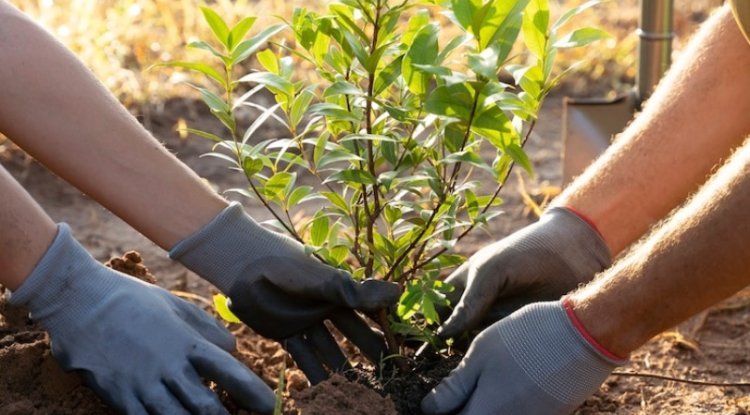 Tree Planting In UK Hits 20-Year High Under Starmer