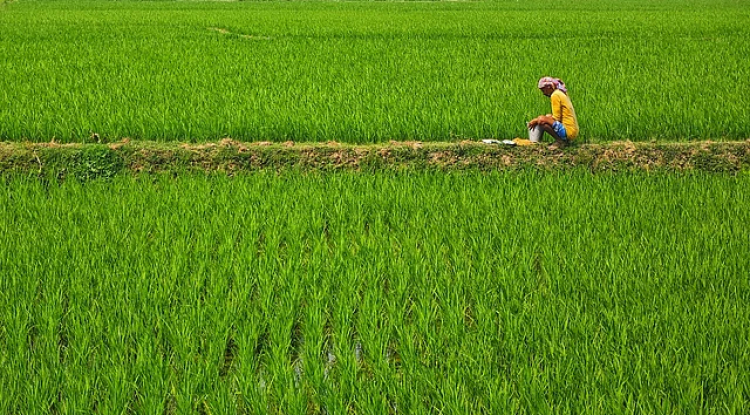 Early Monsoon Boosts India’s Agriculture
