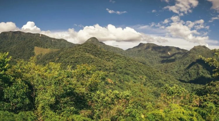 Study Finds Forest Fragmentation Lowers Biodiversity Globally