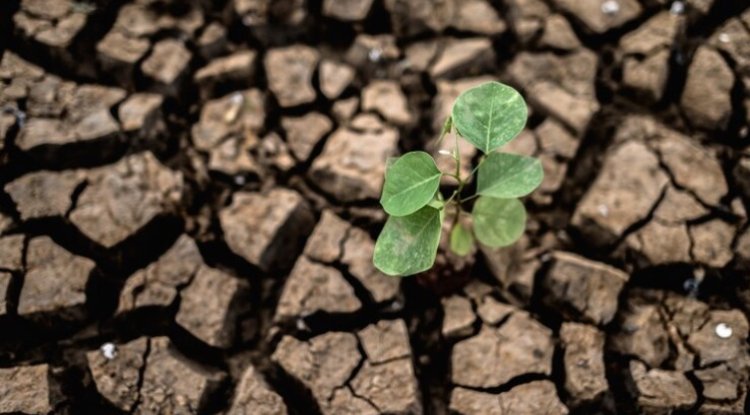 Severe Droughts Hit Global Crop Yields And Prices