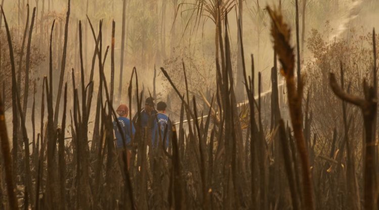 Wildfires Drive Record Global Forest Loss in 2024