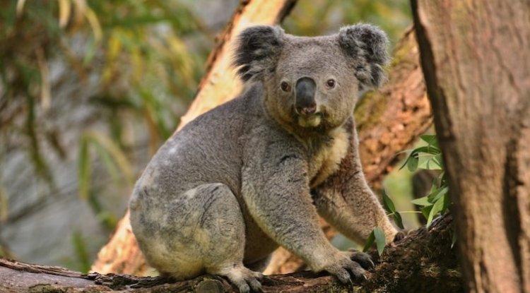 Koala Relocation In NSW Fails As Seven Out Of 13 Die