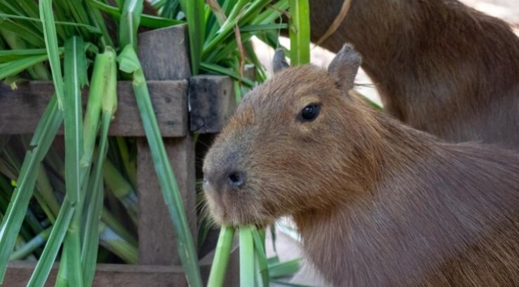 Capybara Sanctuary Plan Sparks Urban Wildlife Debate