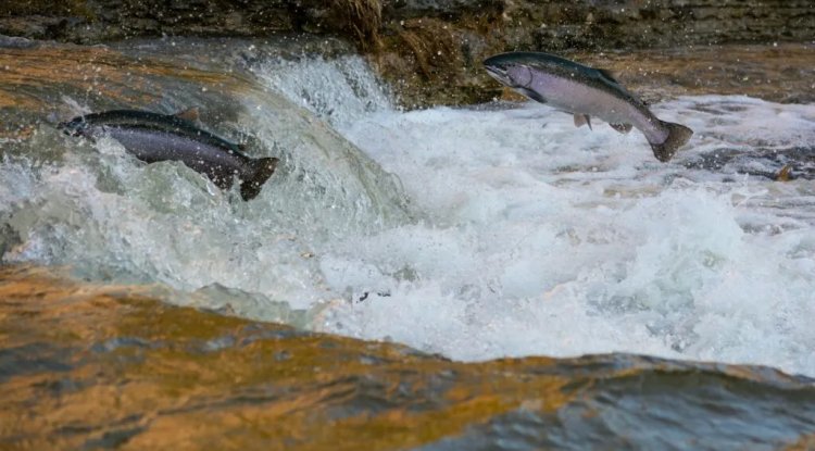 California High School Students Advance Salmon Conservation