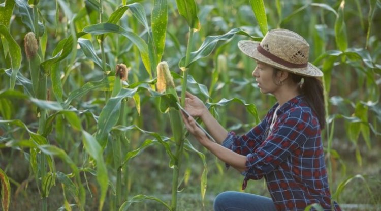 PepsiCo And Cargill Expand Regenerative Corn Farming
