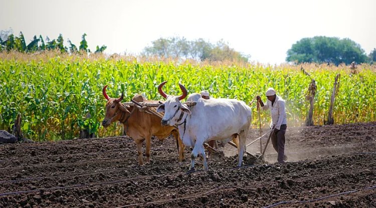 Cabinet Approves NTPC’s Green Energy Farm Scheme
