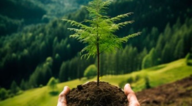 How Agroforestry is Cultivating a Greener Future for Indian Farmers