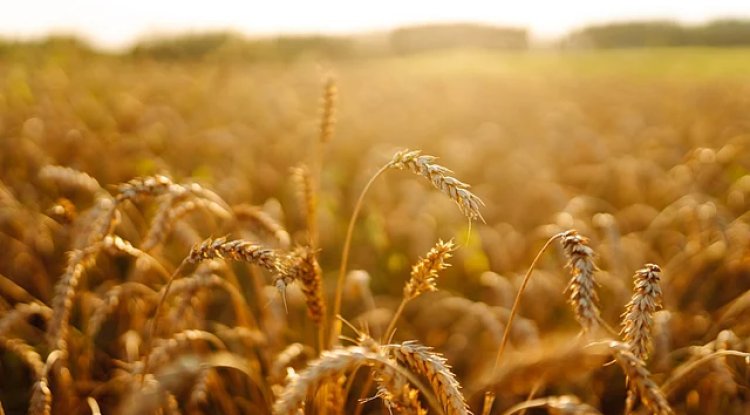 Global Cereal Demand for Biofuels to Reach 27% by 2034