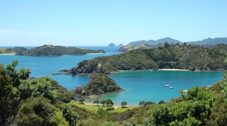 Rewilding Project Targets Three New Zealand Islands to Restore Native Wildlife