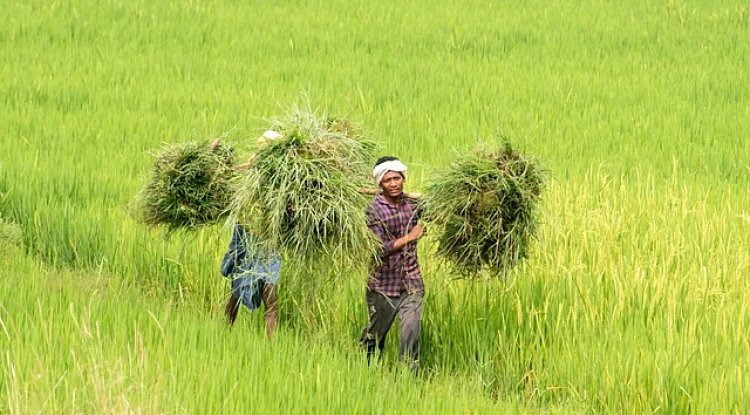 India Stands Firm on GM Food Import Restrictions