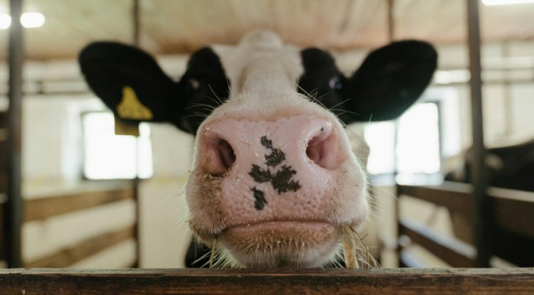 Extreme Heat Cuts Milk Production by 10%, Says New Study