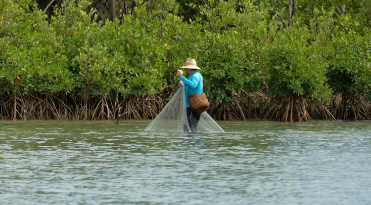 India Restores 6,424 Acres of Mangroves, Strengthens Forest Protection