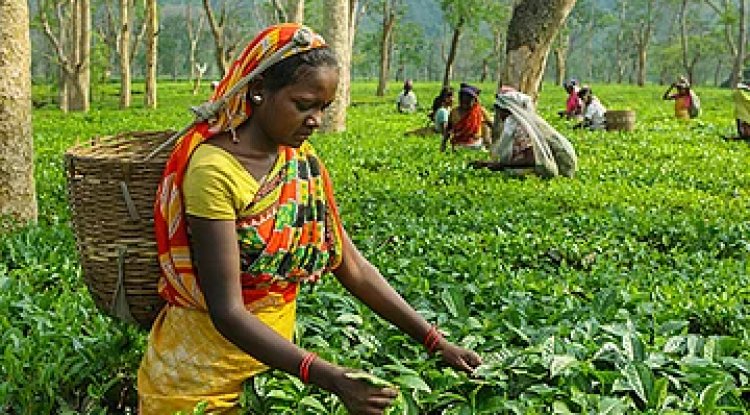 Indian Tea Industry Faces Climate and Economic Challenges