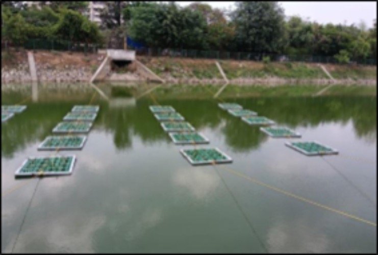 Diligent India Restores Iblur Lake With Floating Gardens