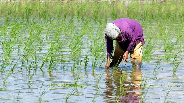 Regenerative Agriculture Gains Traction