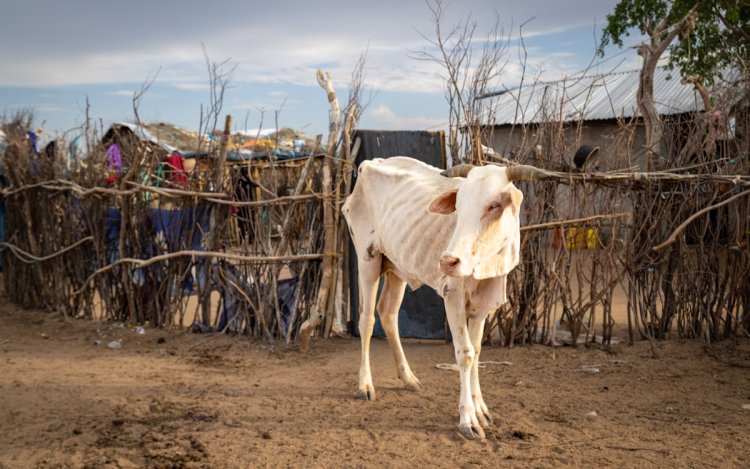 Three Major Barriers Prevent Global Shift to Healthy Food Systems: UNEP Report