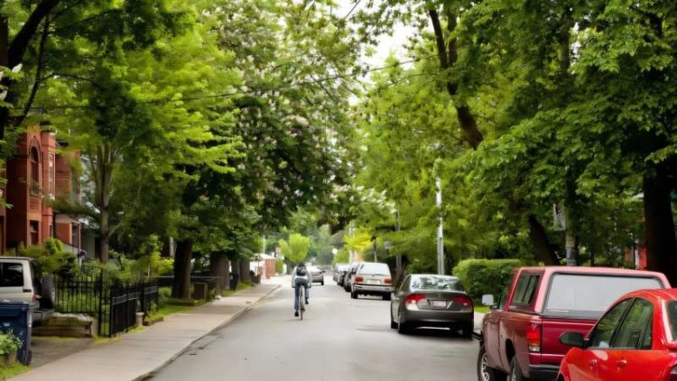 Study Reveals Unequal Street Tree Distribution Across Canadian Cities