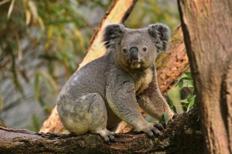 Koala Relocation In NSW Fails As Seven Out Of 13 Die