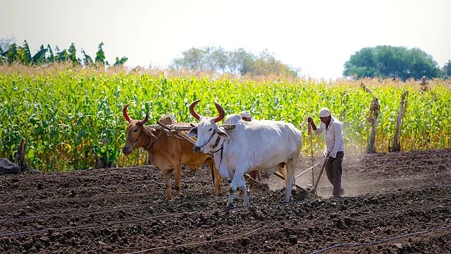 Cabinet Approves NTPC’s Green Energy Farm Scheme