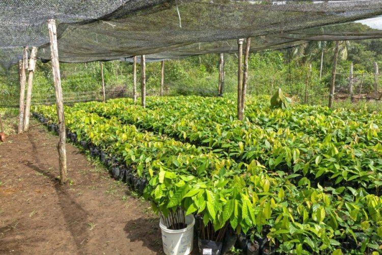 Nestlé and Barry Callebaut Launch Net Zero Cocoa Project in Brazil