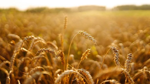 Global Cereal Demand for Biofuels to Reach 27% by 2034