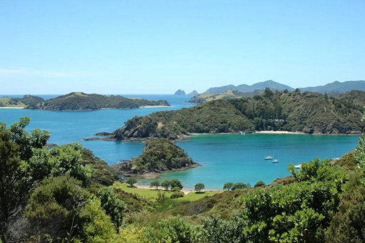 Rewilding Project Targets Three New Zealand Islands to Restore Native Wildlife