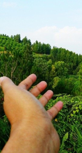 TotalEnergies Partners NativState To Save US Forests