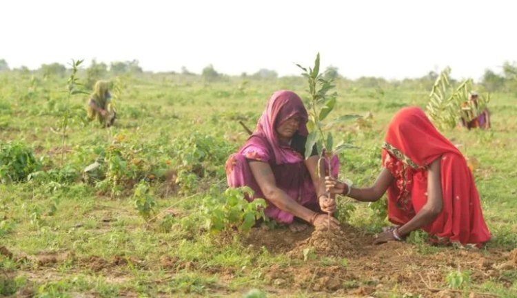 Microsoft Backs Large-Scale Carbon Offset Project in India