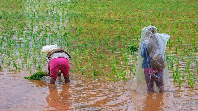 Pulse Imports to Stabilize Prices Despite Favorable Kharif Sowing