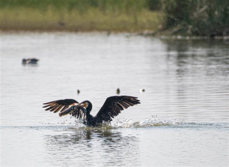 Hindustan Zinc, TERI Expand Ecological Restoration To 13 Hectares