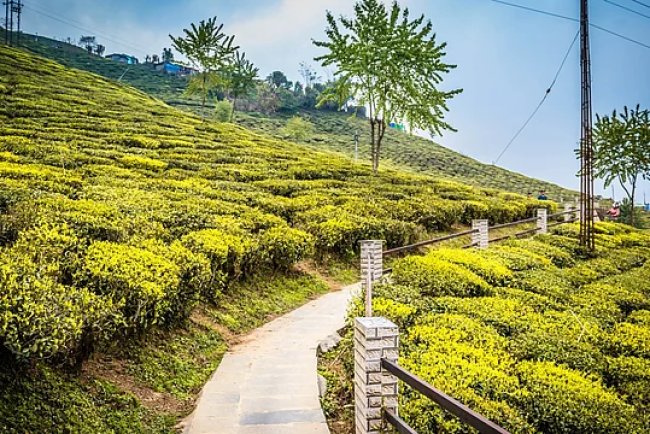 India’s Tea Output Falls Amid Climate Challenges