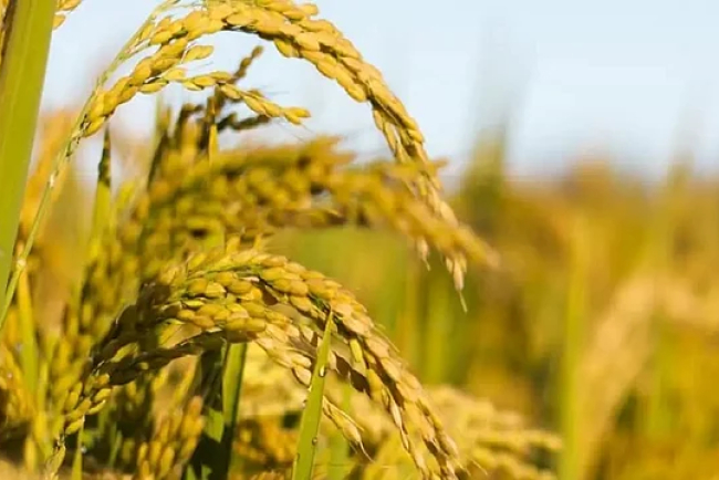 Kharif Crop Sowing Set to Surpass 2024 Levels