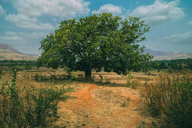 Parliament Panel Demands Stronger Heatwave Measures Amid Rising Climate Threats