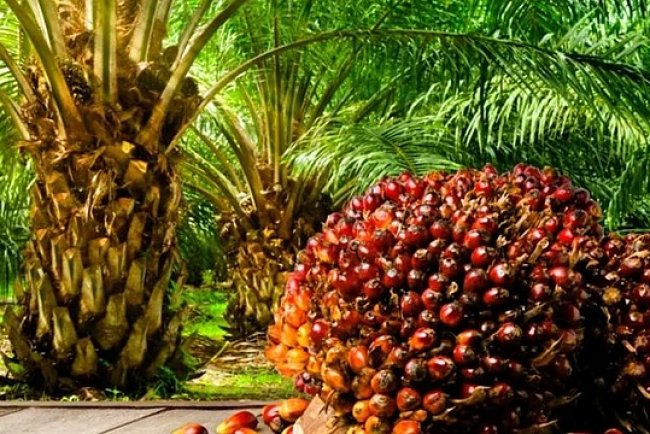 Oil Palm in Chhattisgarh: A Sustainable Path to Rural Prosperity
