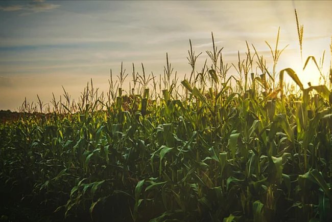 India’s Ethanol Programme Reshapes Oilseed Farming and Import Bill